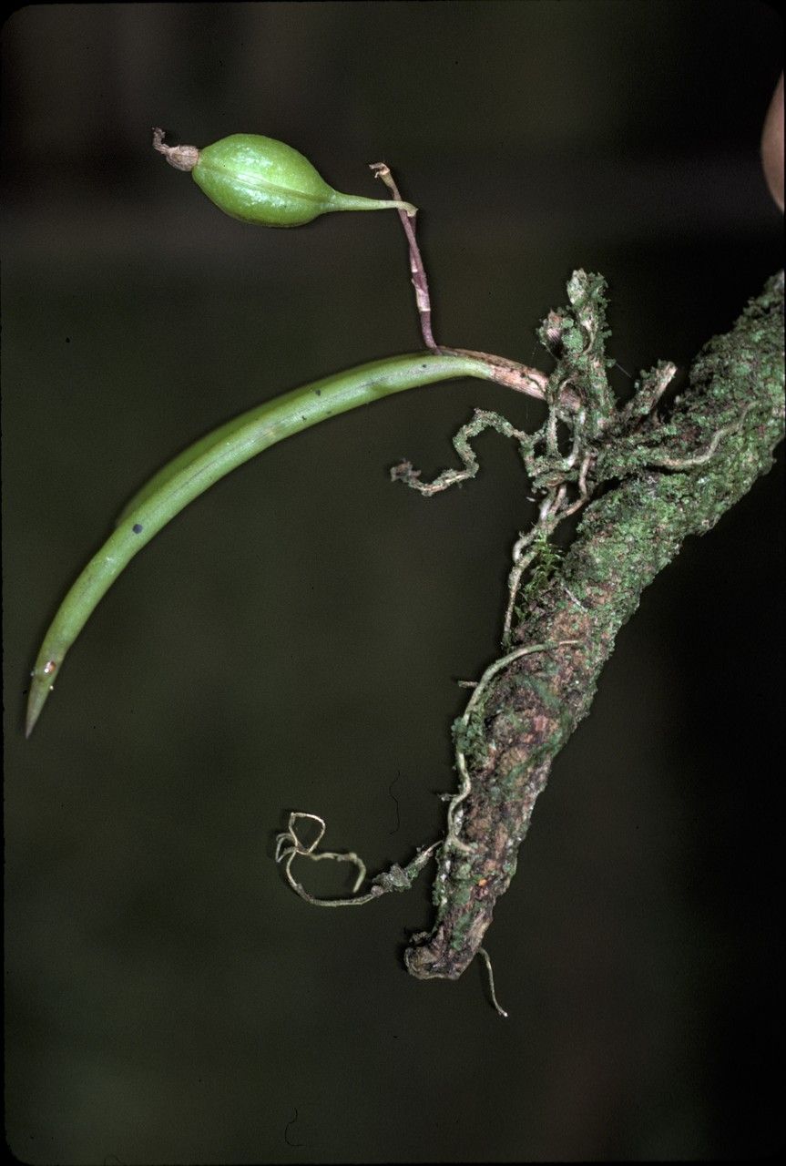 Ionopsis satyrioides fruit