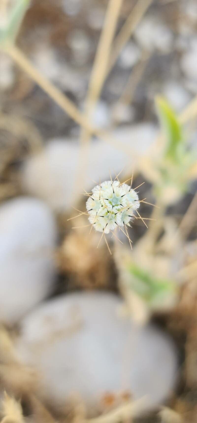 Lomelosia argentea fruit