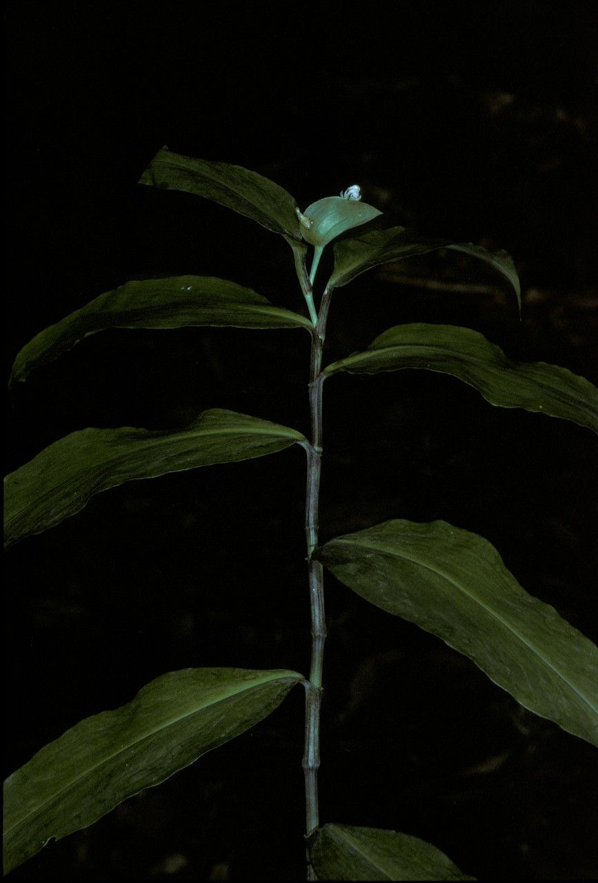 Commelina suffruticosa — search result for 'Commelina'