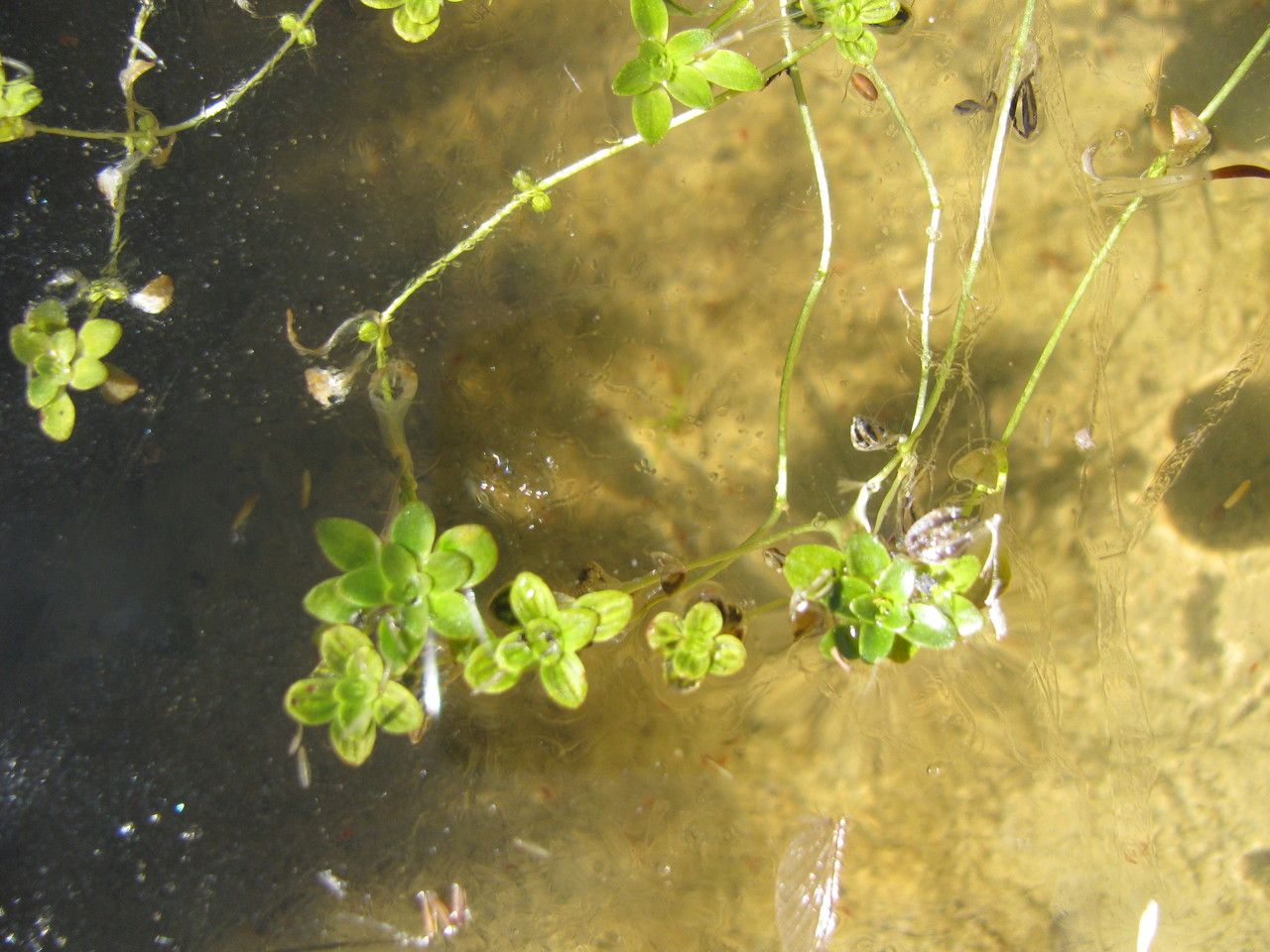 Callitriche heteropoda — houseplant care guide