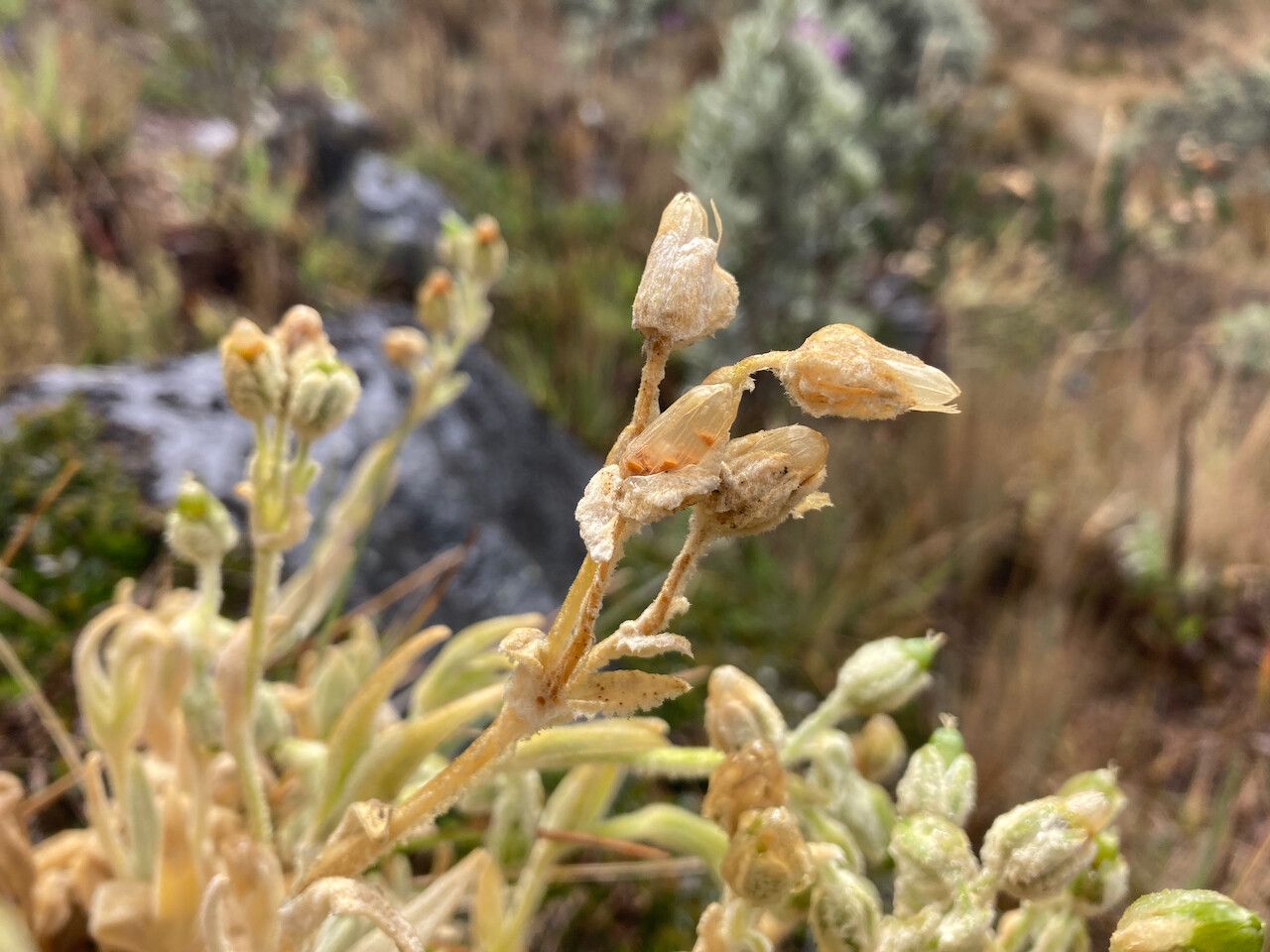 Cerastium floccosum fruit