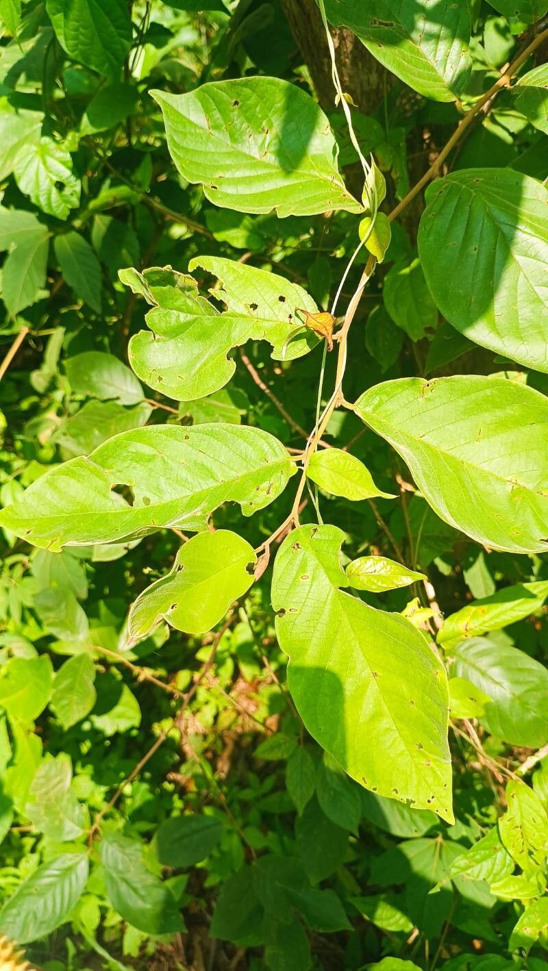 Annona jahnii — search result for 'Annona'