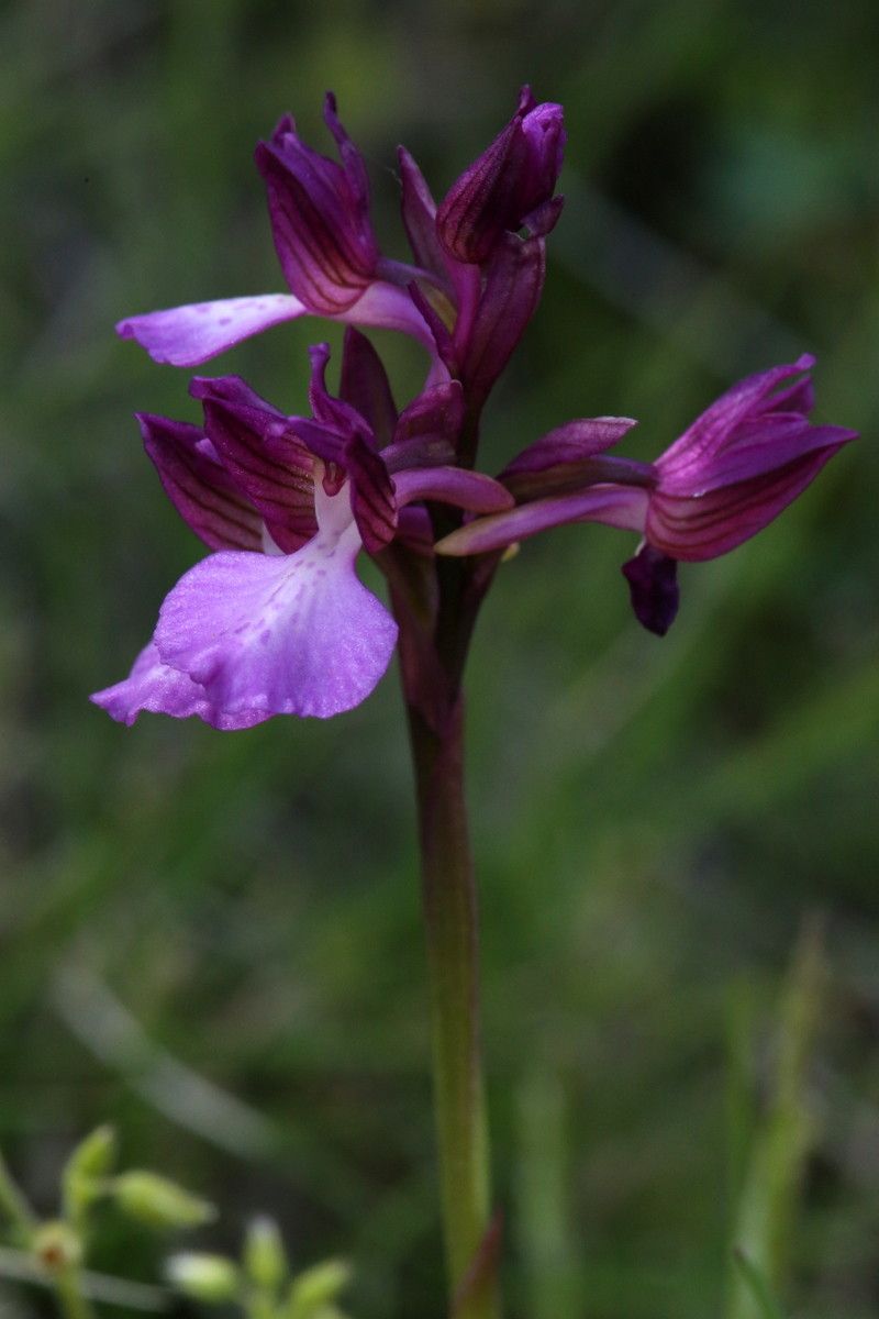 Anacamptis morio x Anacamptis papilionacea — search result for 'Anacamptis'