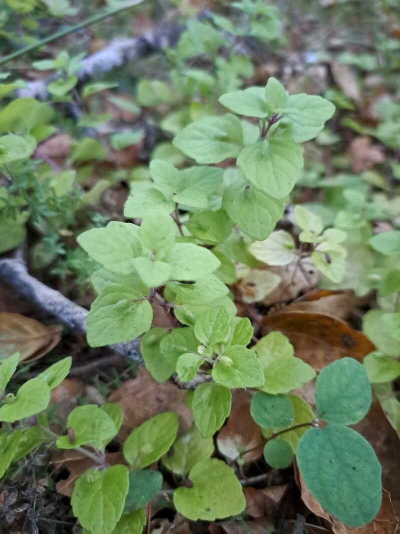 Micromeria douglasii — search result for 'Clinopodium'