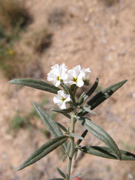 Heliotropium greggii habit