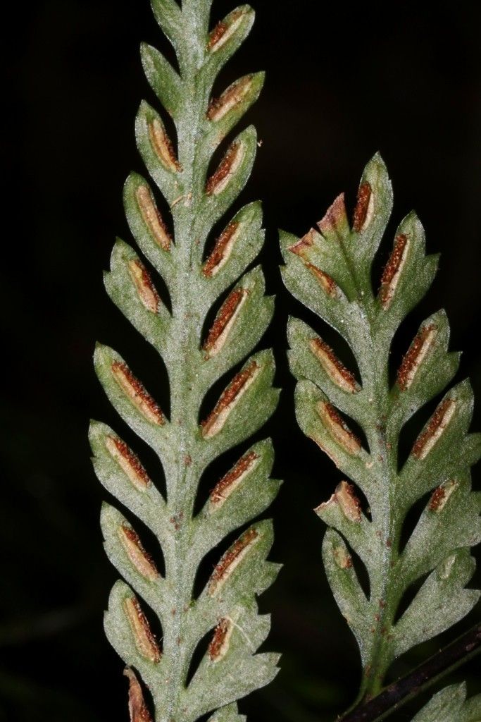 Asplenium polyphyleticum leaf