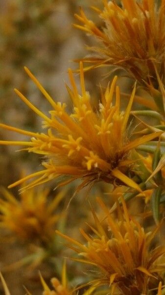 Chuquiraga atacamensis flower