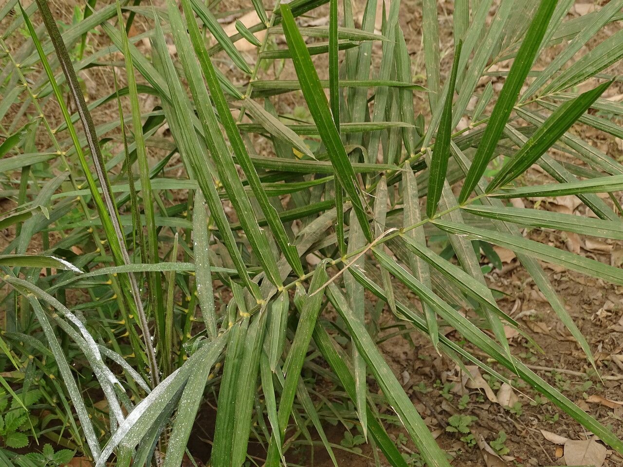 Elaeis guineensis — search result for 'Egypt'