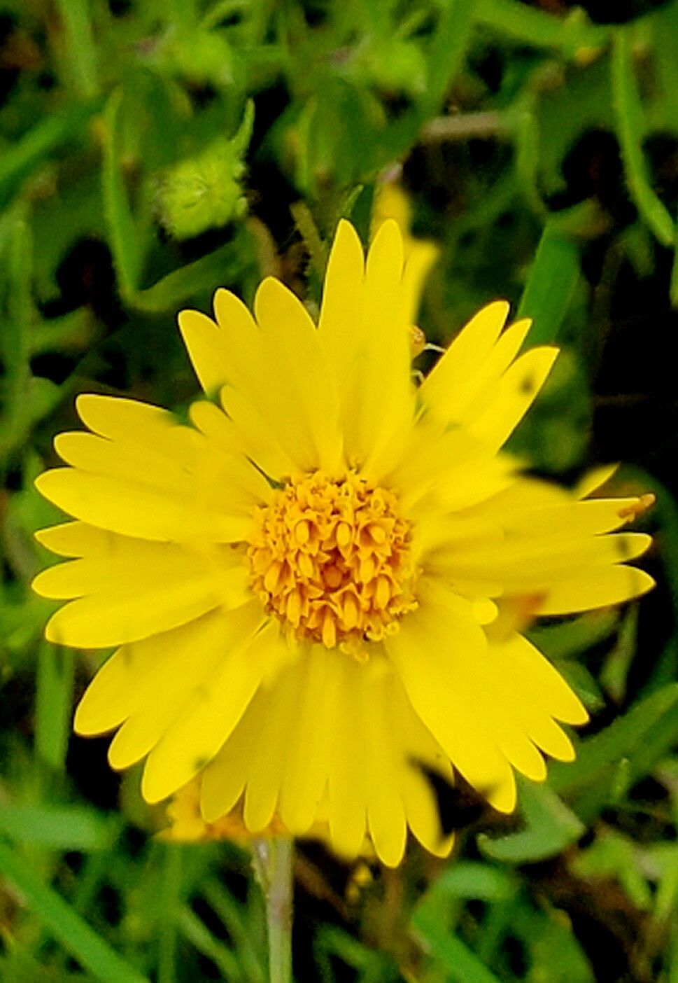 Layia pentachaeta — houseplant care guide