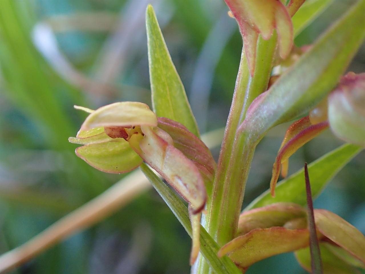 Dactylorhiza viridis fruit