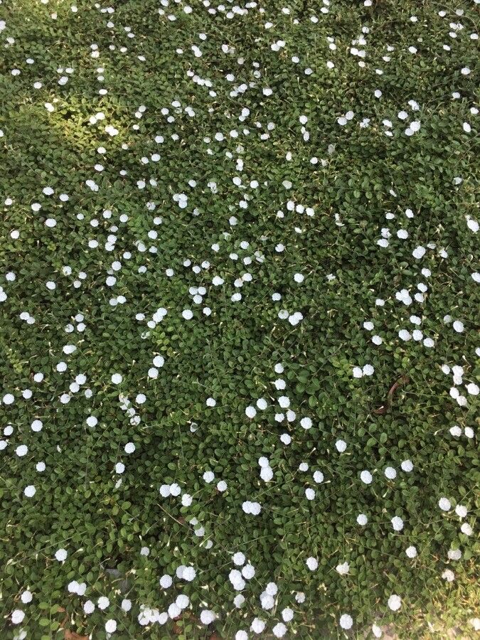 Evolvulus pusillus habit