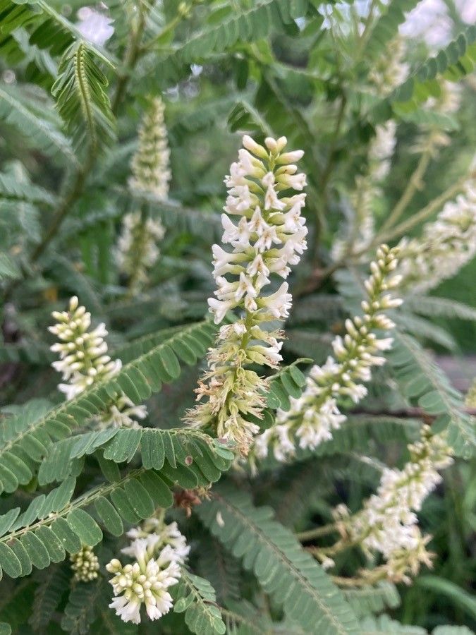 Eysenhardtia polystachya flower