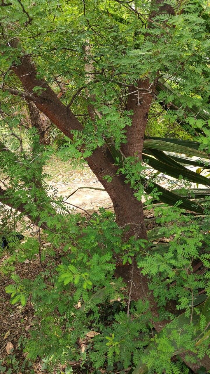 Acacia cardiophylla habit