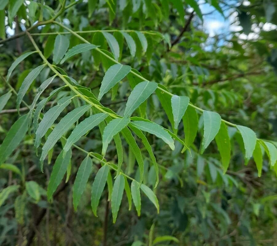 Zanthoxylum coco leaf
