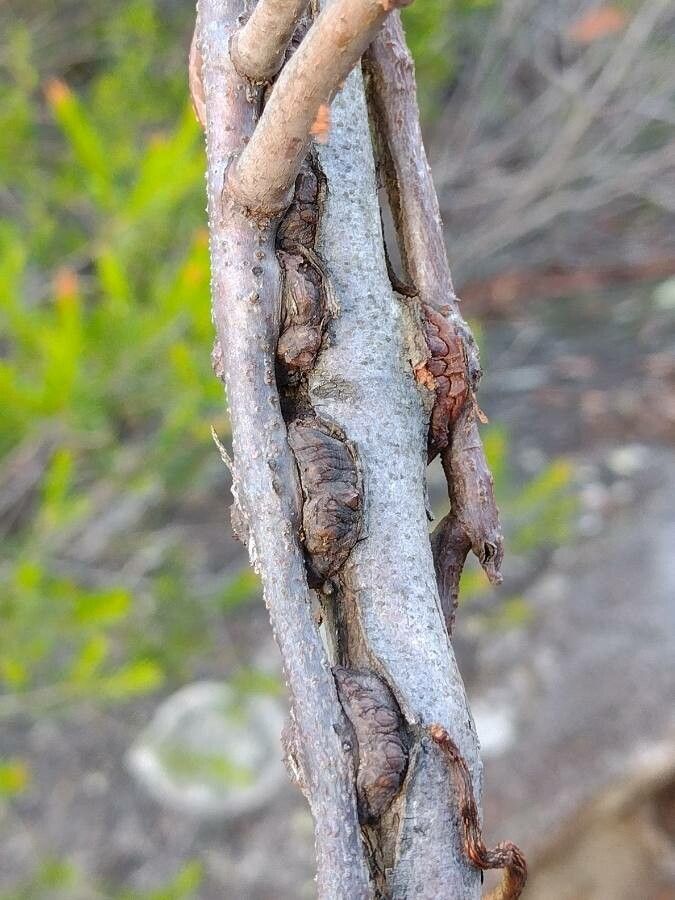 Dendrophthoe vitellinus other