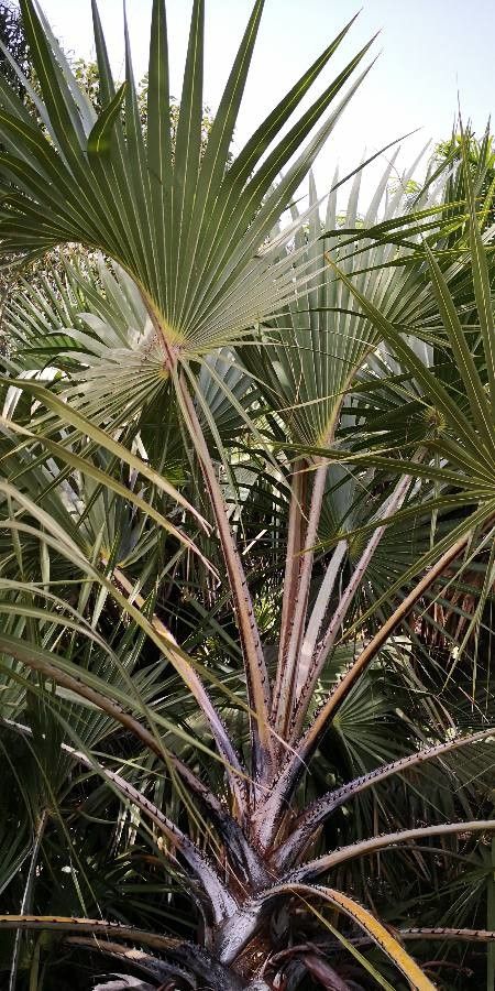 Hyphaene thebaica leaf