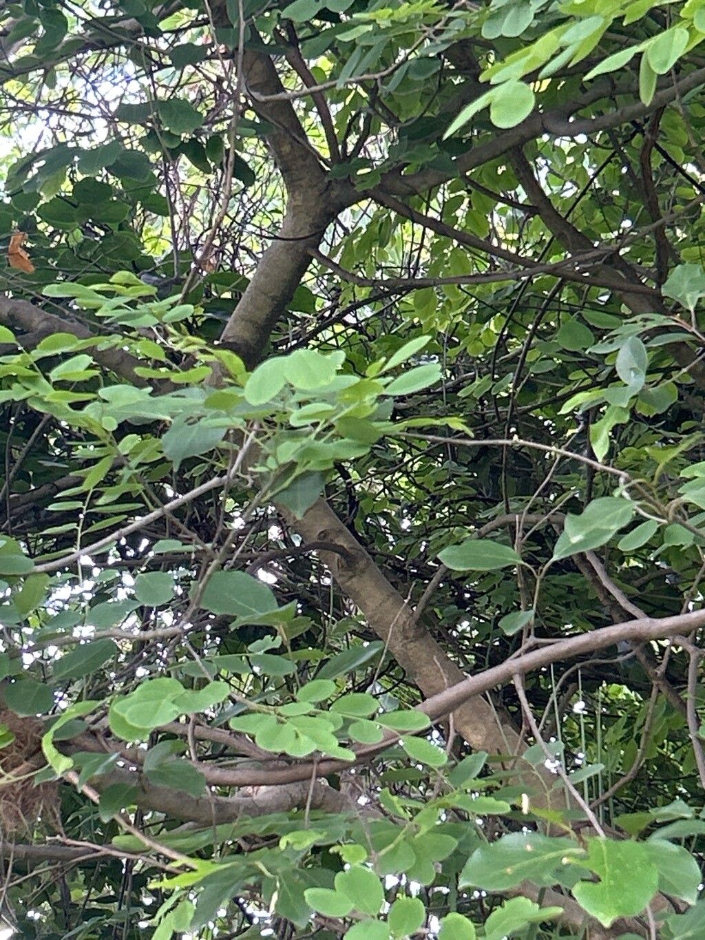 Dalbergia sericea bark