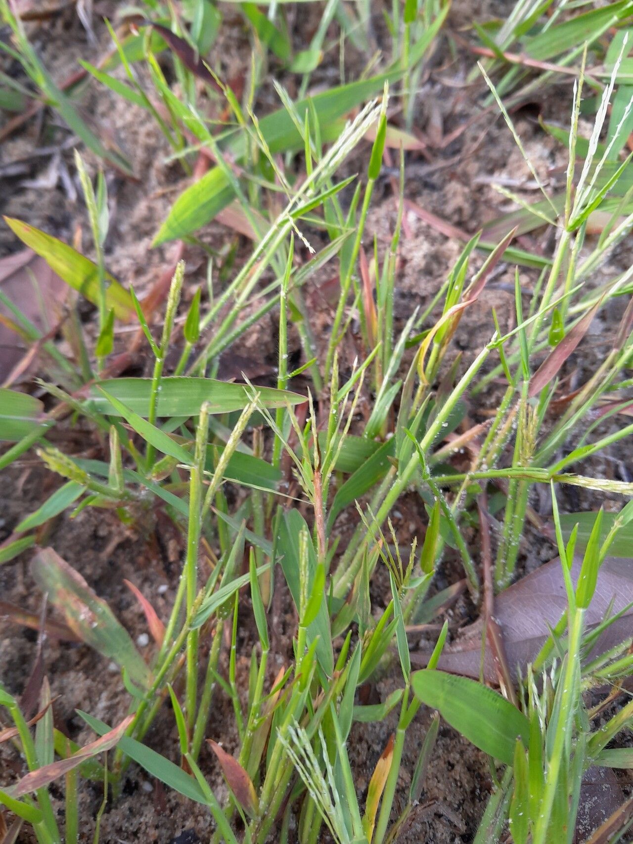 Paspalum stagnophilum habit