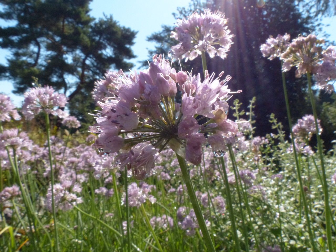 Allium senescens habit