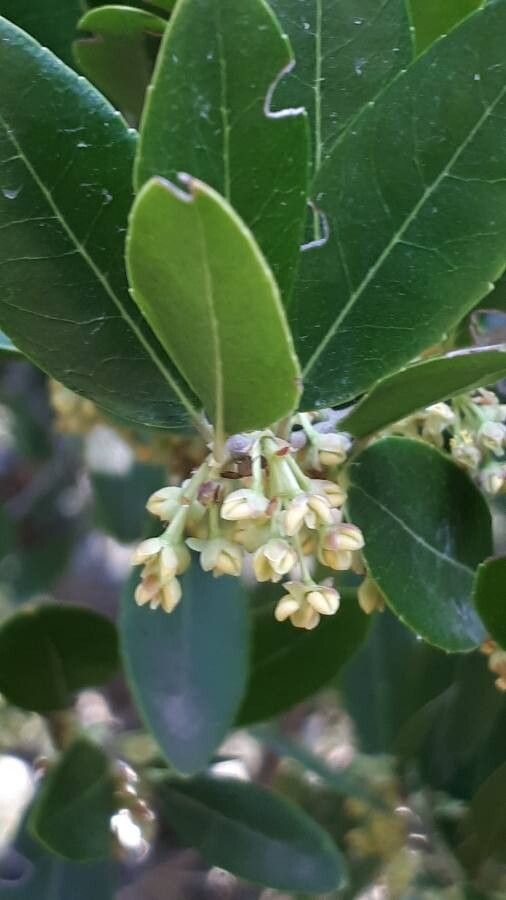 Phillyrea media flower