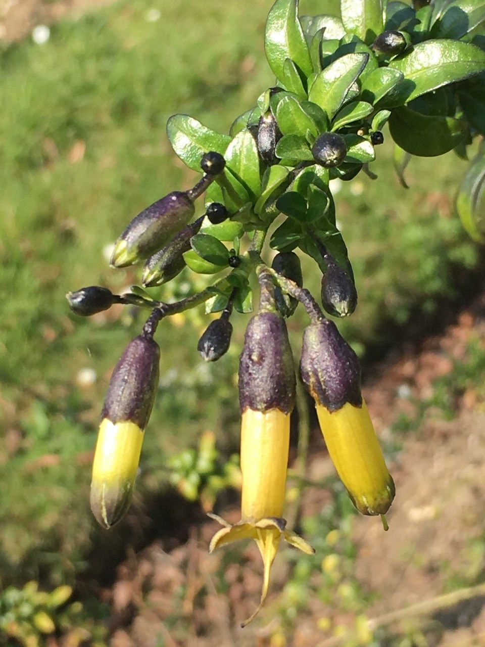Vestia foetida fruit