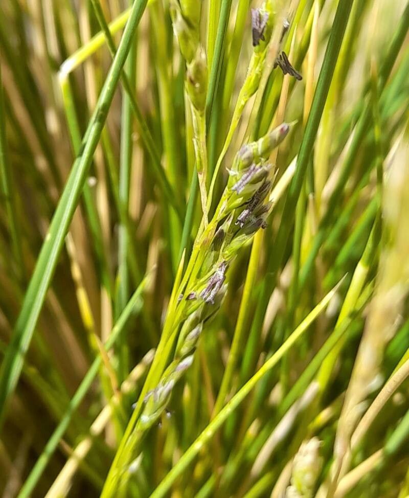 Festuca chrysophylla flower