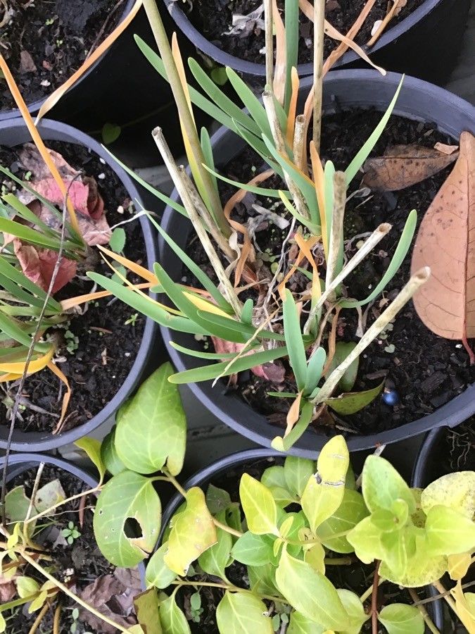 Tulbaghia violacea leaf