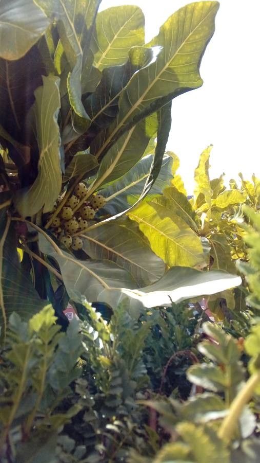 Meryta denhamii fruit