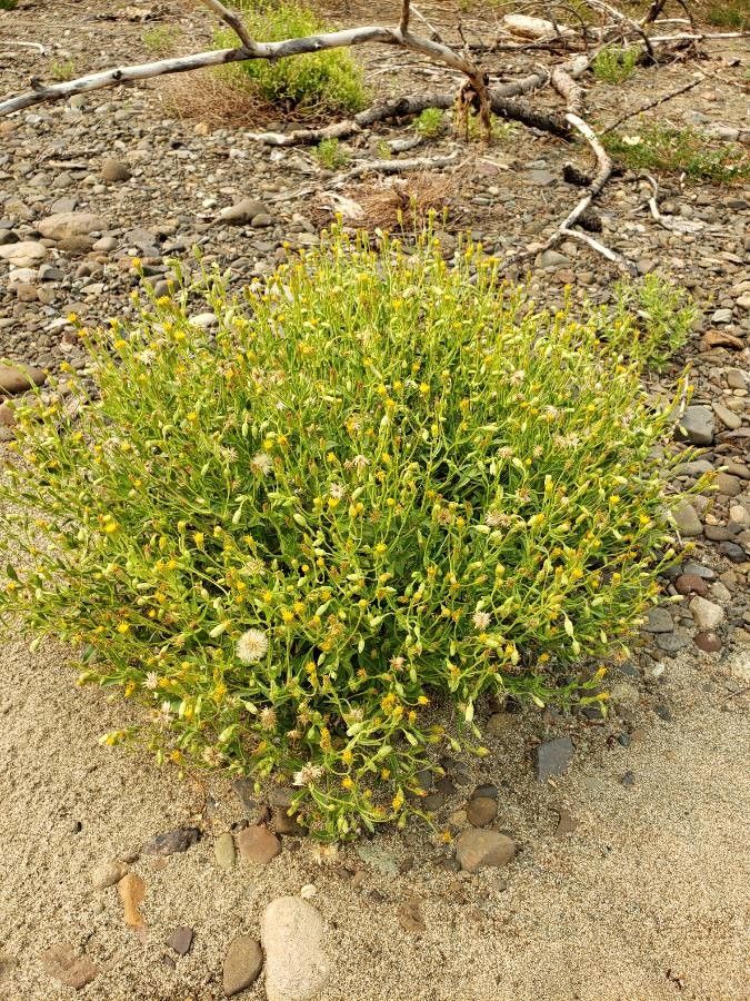 Heterotheca oregona habit