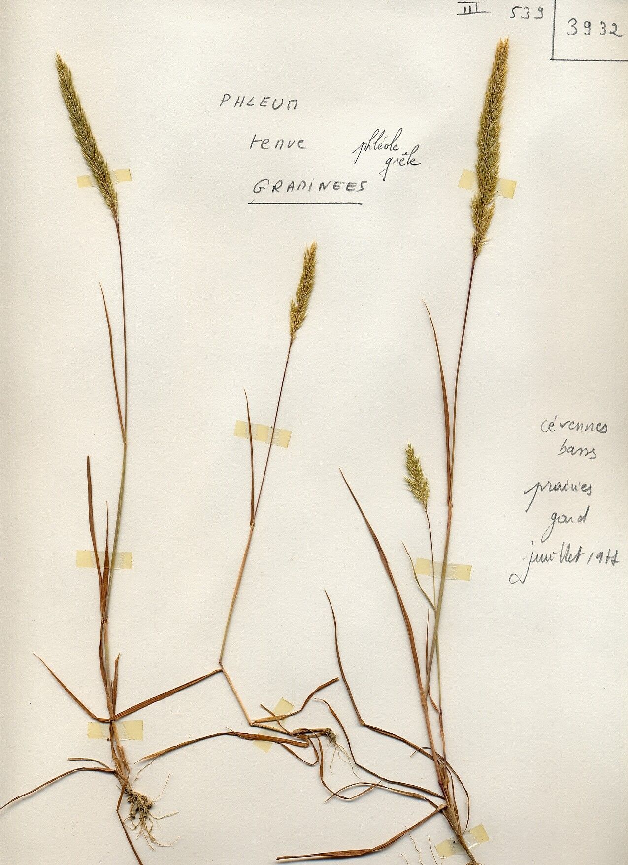 Phleum subulatum — search result for 'Phleum'