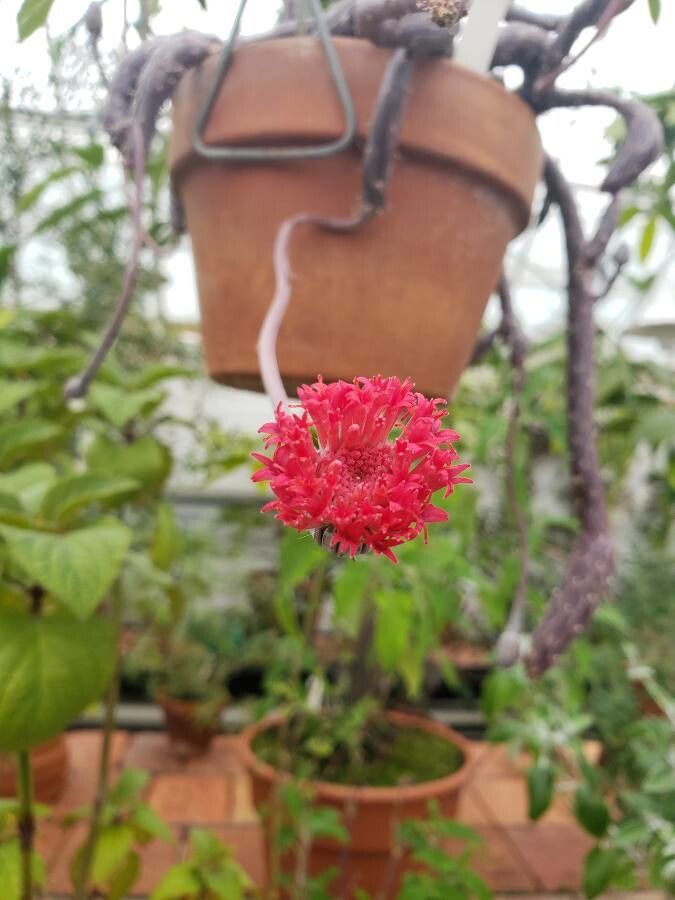 Kleinia pendula flower