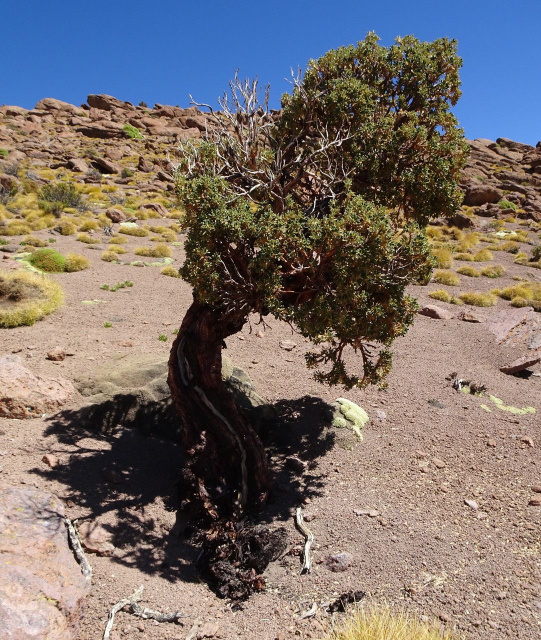 Polylepis tomentella bark