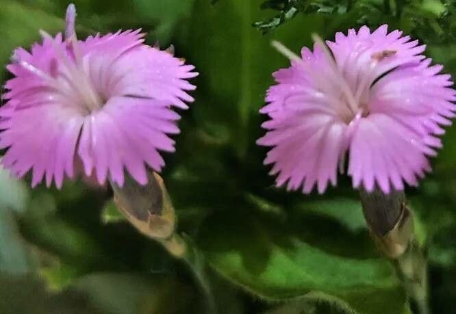 Dianthus benearnensis flower