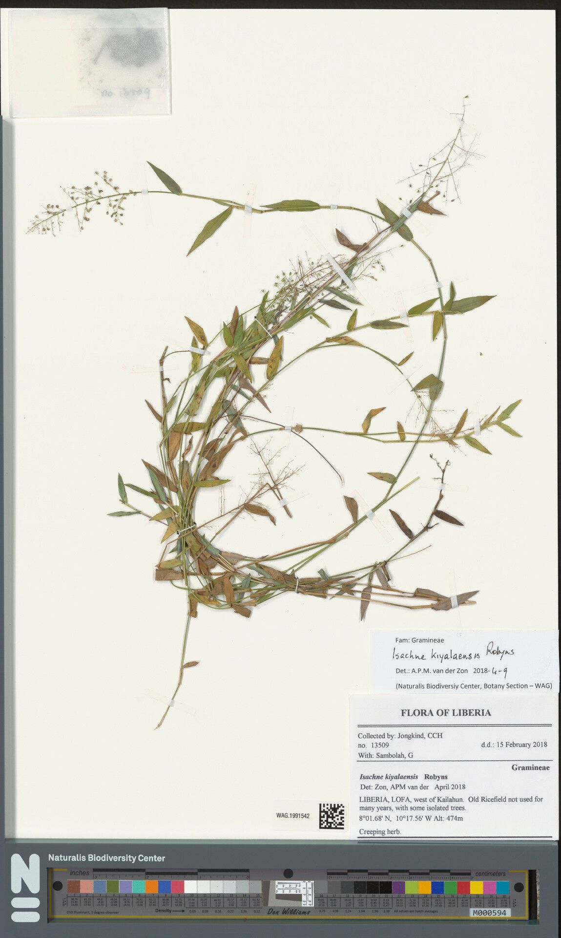 Isachne kiyalaensis — houseplant care guide