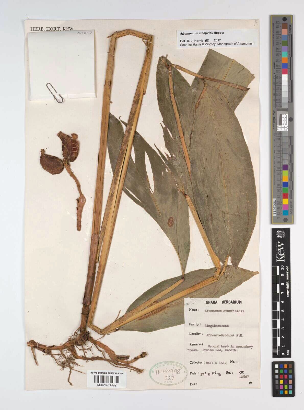 Aframomum stanfieldii — houseplant care guide