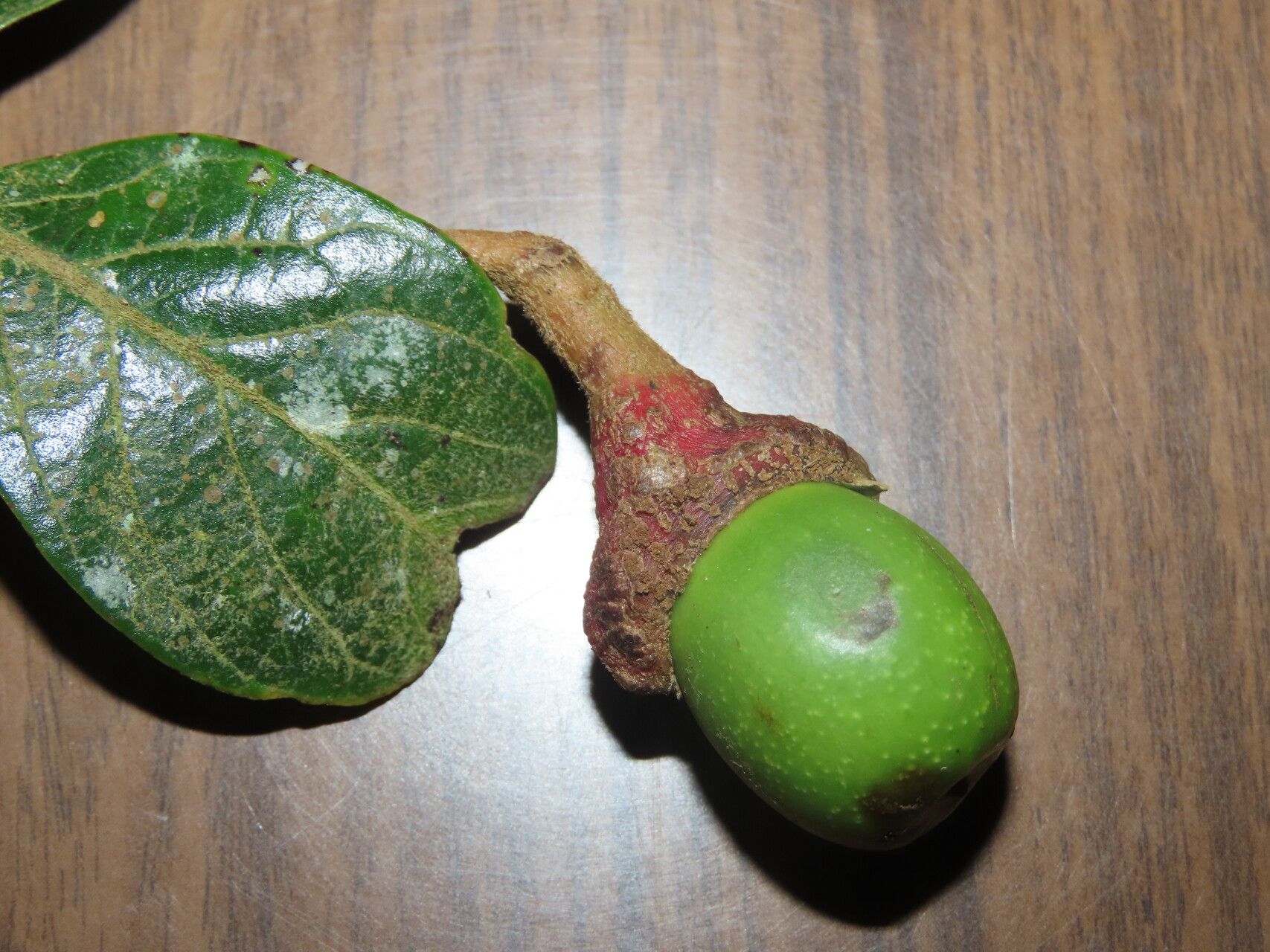 Ocotea pseudopalmana fruit
