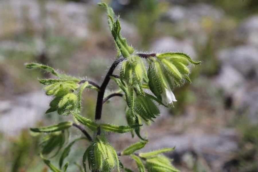 Onosma rhodopaea flower