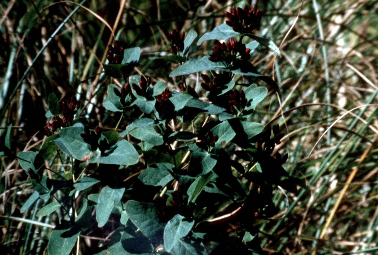 Triadenum virginicum habit