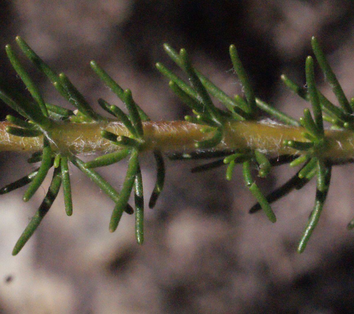 Scaevola lanceolata — search result for 'Scaevola'