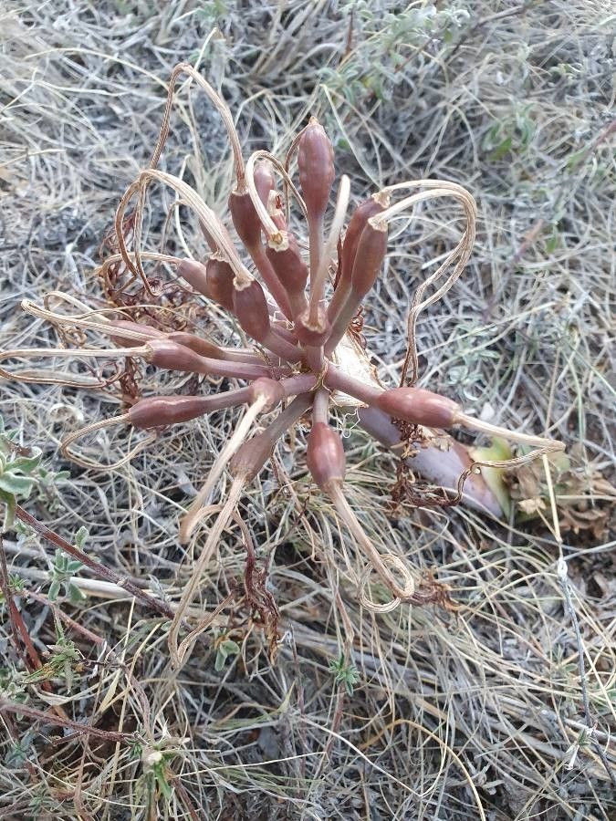 Ammocharis tinneana fruit