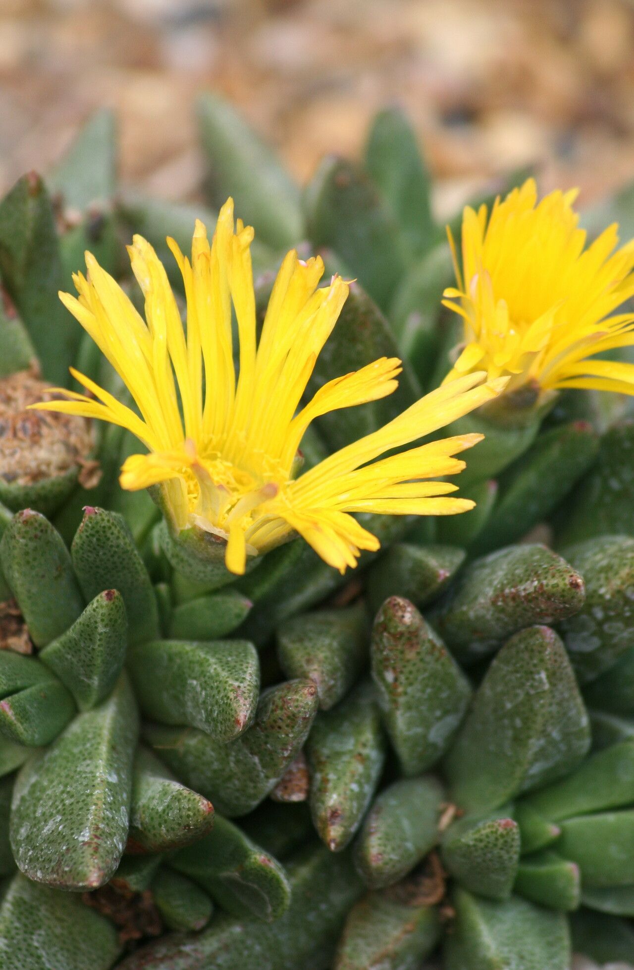 Nananthus vittatus flower