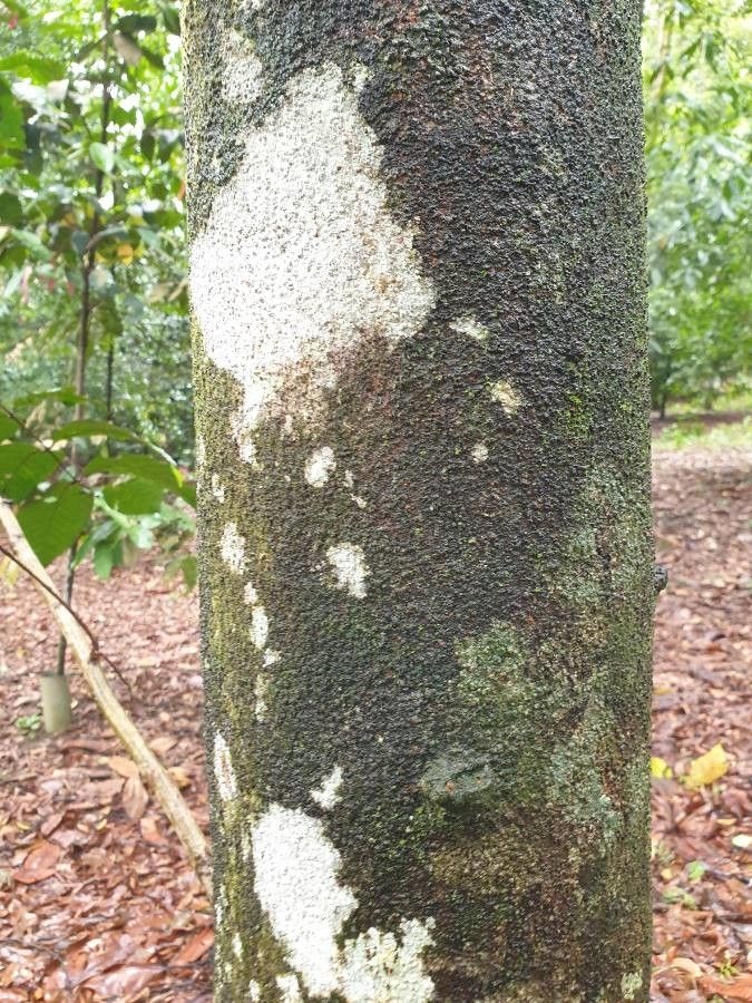 Nephelium ramboutan-ake bark