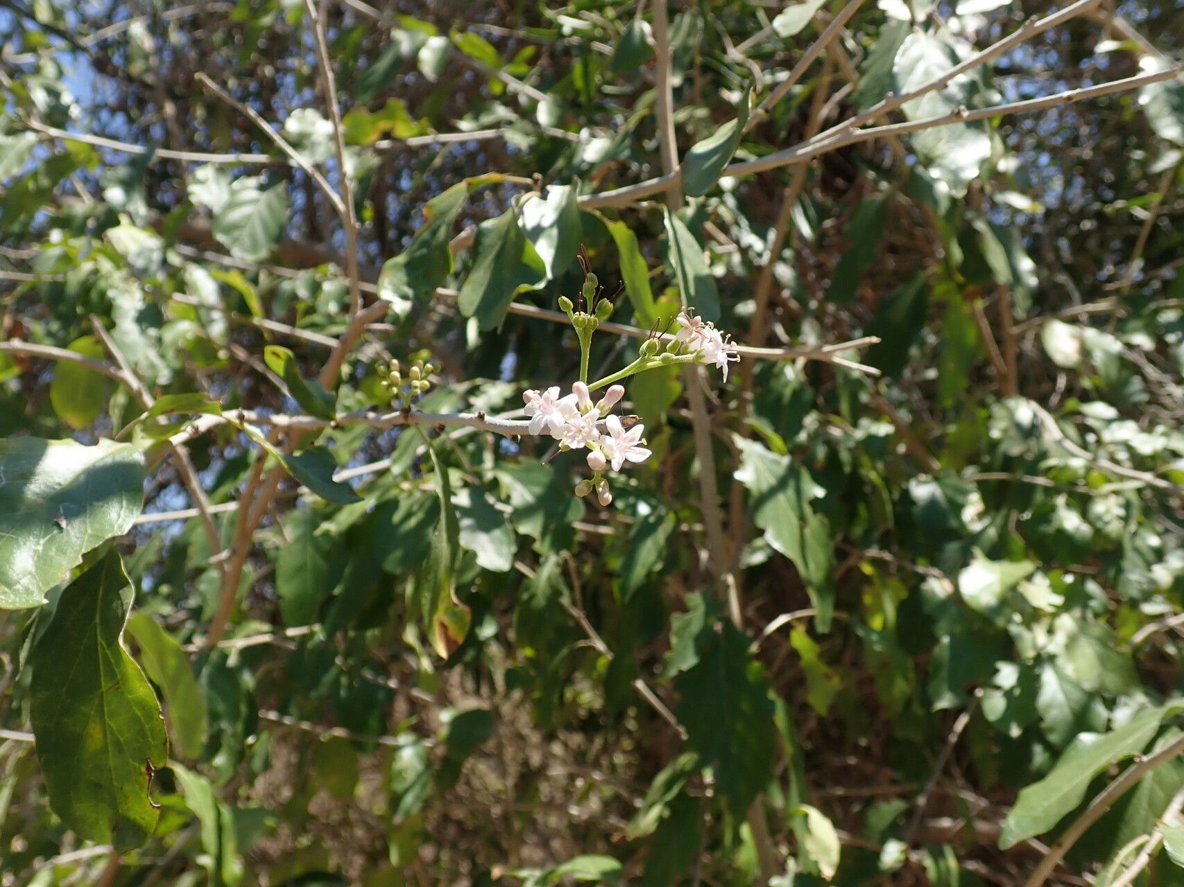 Ehretia phillipsonii — search result for 'Ehretia'