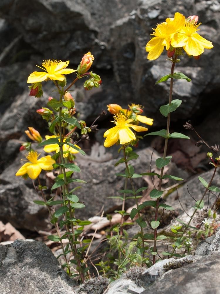 Hypericum rumeliacum habit