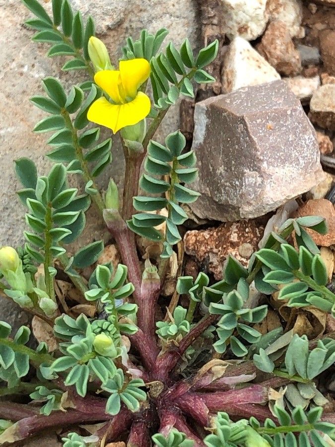 Hippocrepis biflora — related species from the same genus