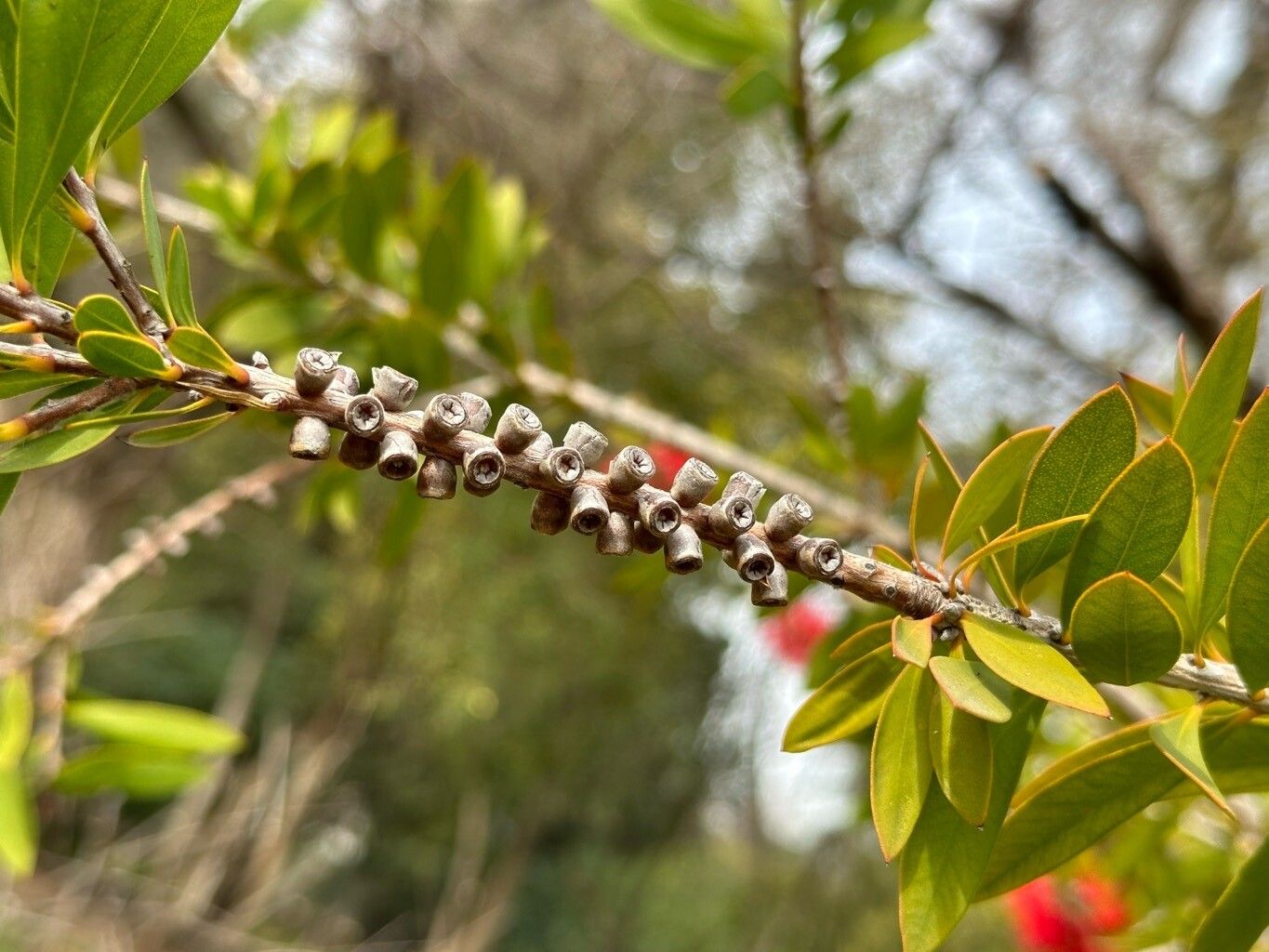 Melaleuca rugulosa fruit