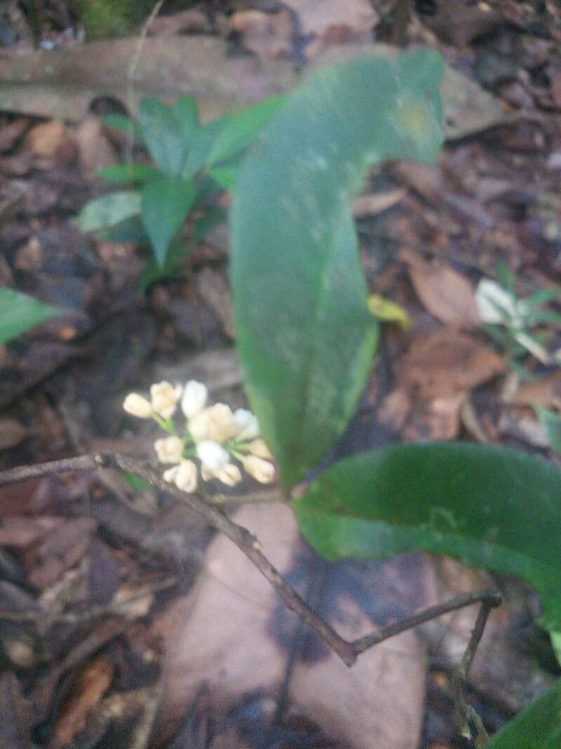 Simaba guianensis flower