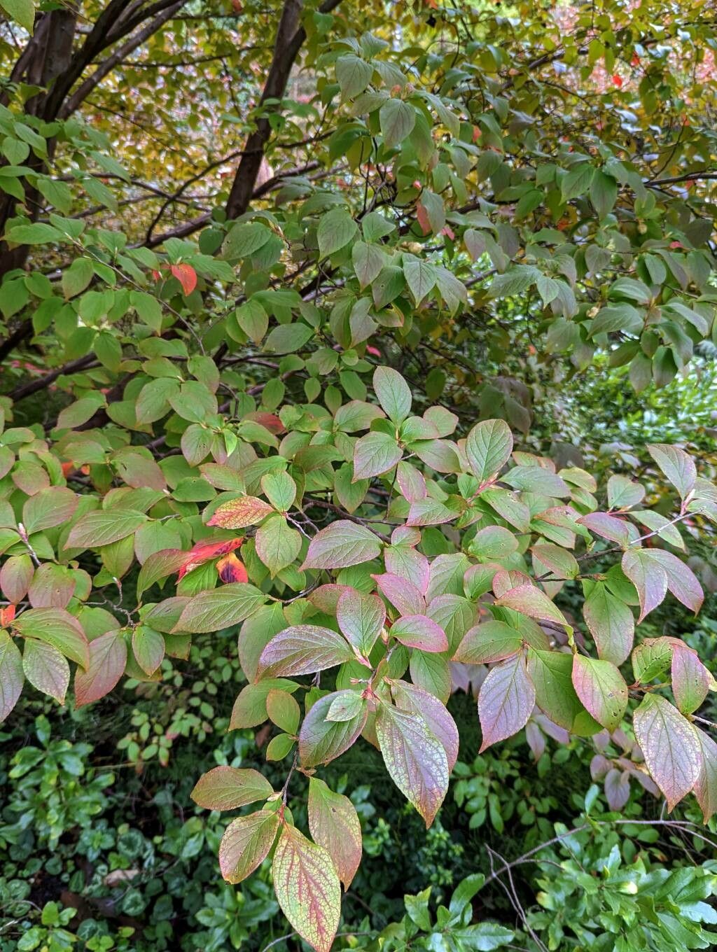 Stewartia pseudocamellia leaf