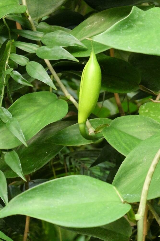 Monstera pittieri — houseplant care guide