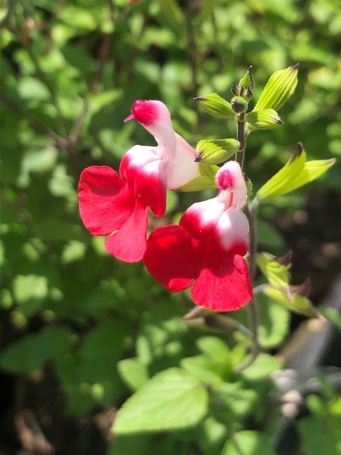 Salvia × jamensis flower